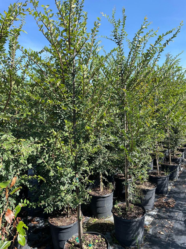ulmus-alata-winged-elm