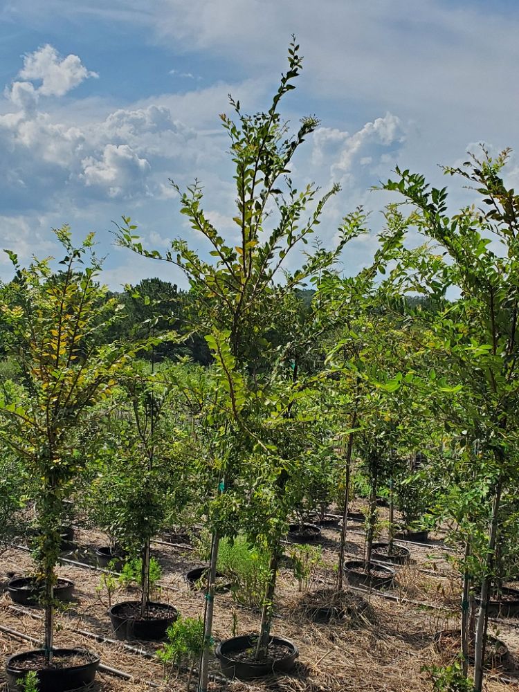 ulmus-alata-winged-elm