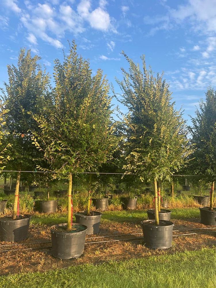 ulmus-alata-winged-elm
