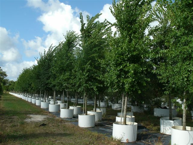 ulmus-americana-american-elm