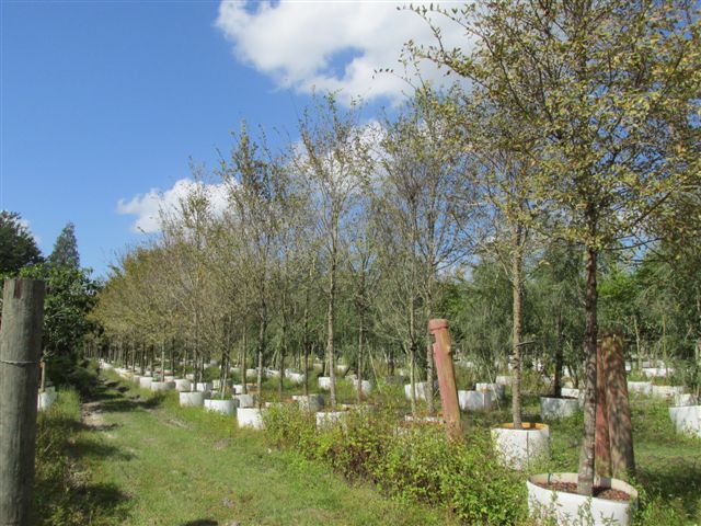 ulmus-americana-american-elm