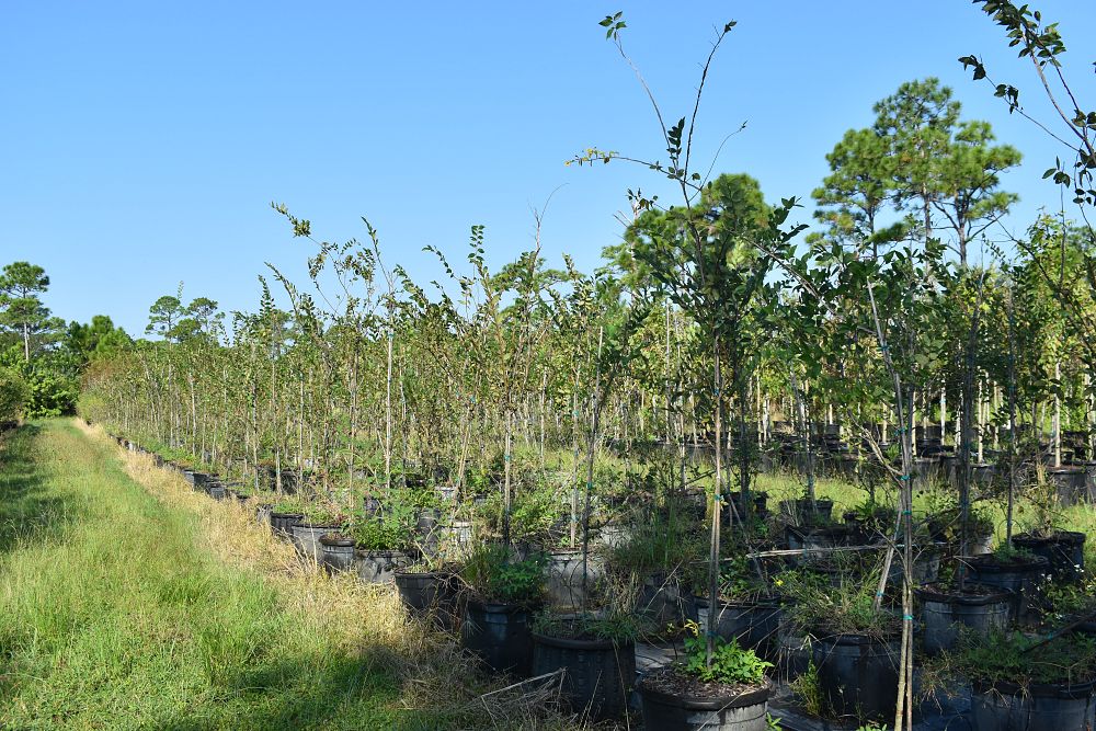 ulmus-americana-american-elm