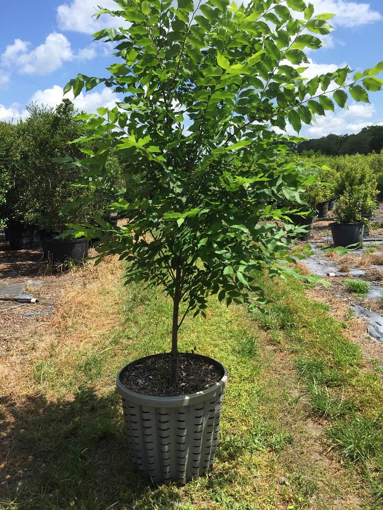 ulmus-americana-american-elm