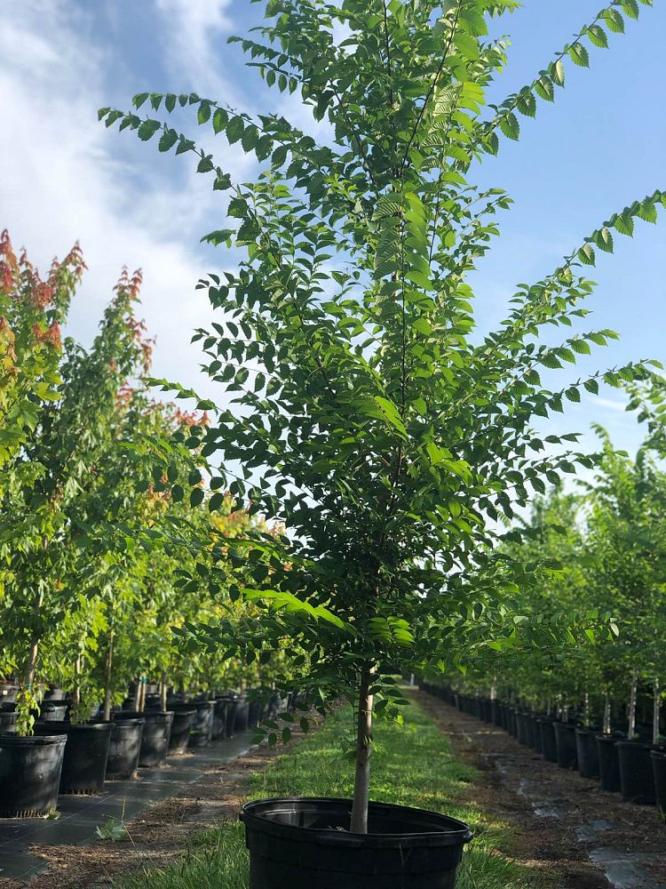 ulmus-americana-american-elm