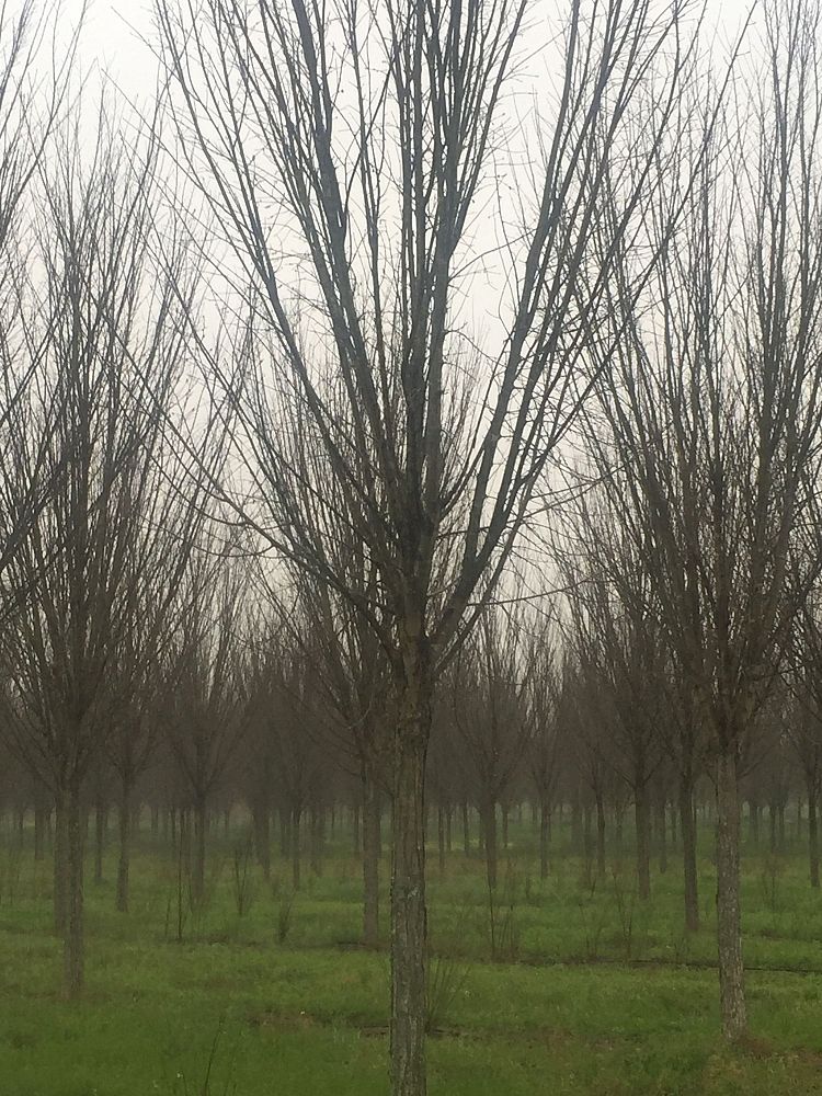 ulmus-americana-american-elm