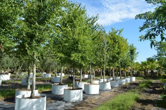 ulmus-americana-american-elm