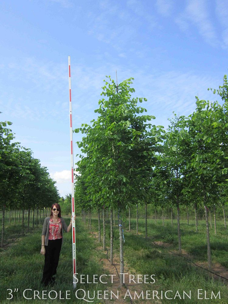 ulmus-americana-american-elm