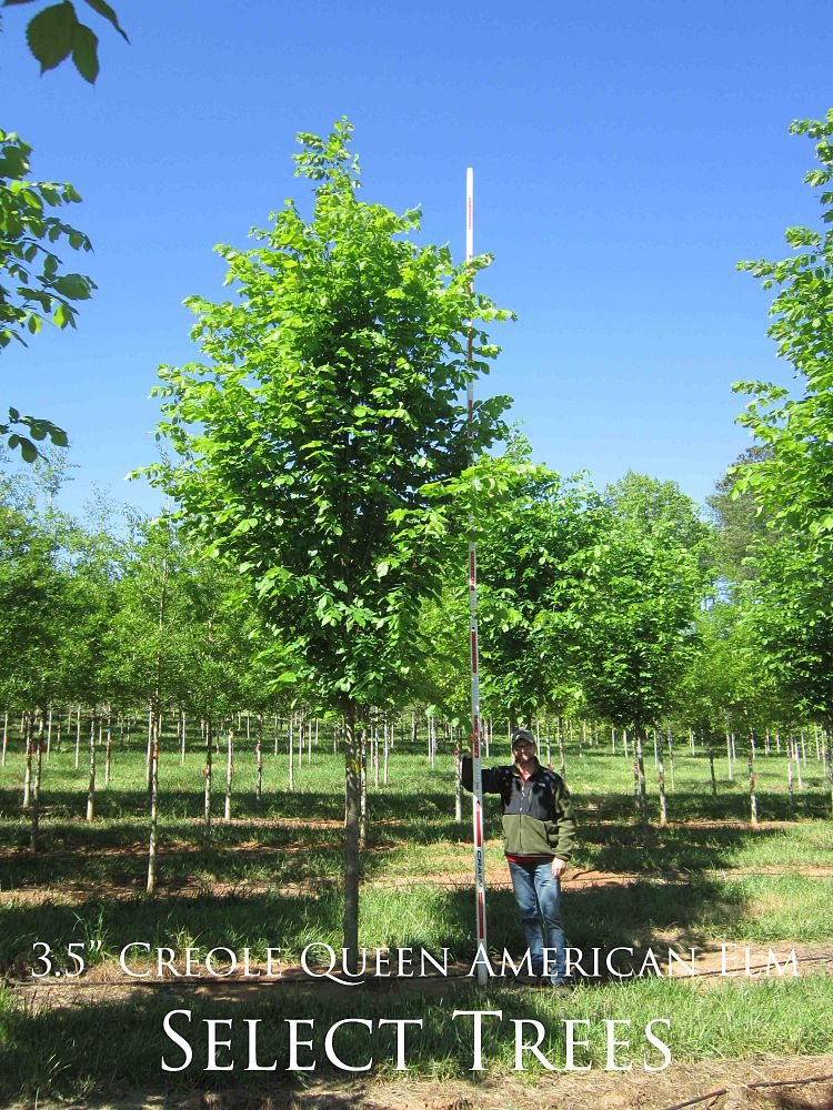 ulmus-americana-american-elm