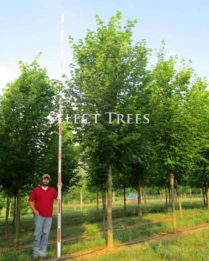 ulmus-americana-american-elm