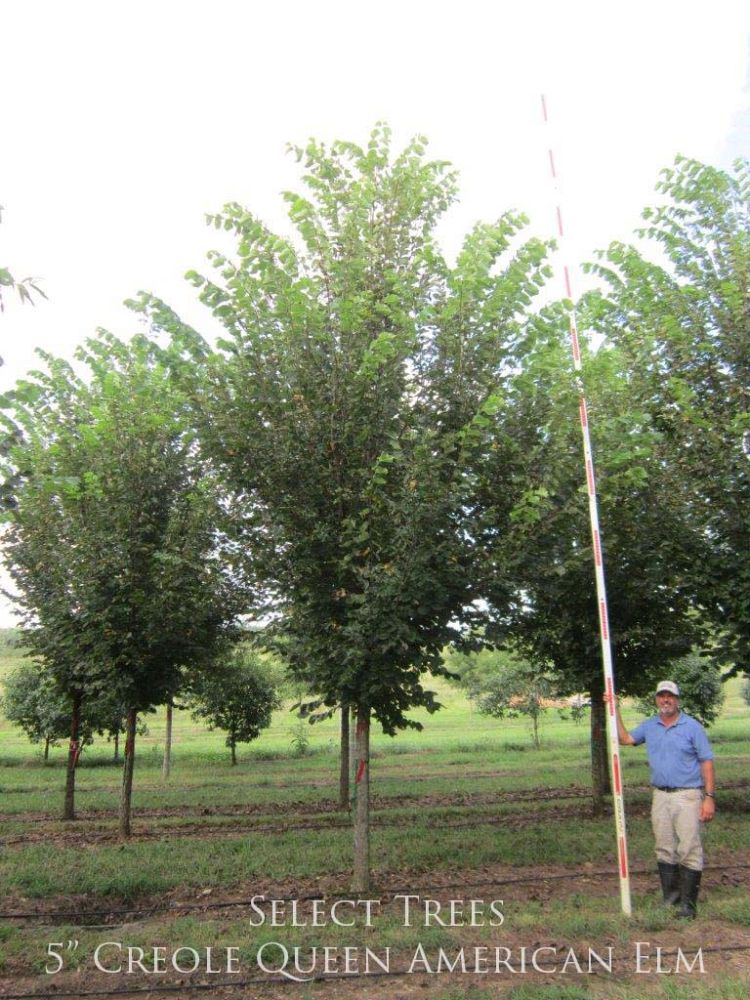 ulmus-americana-american-elm