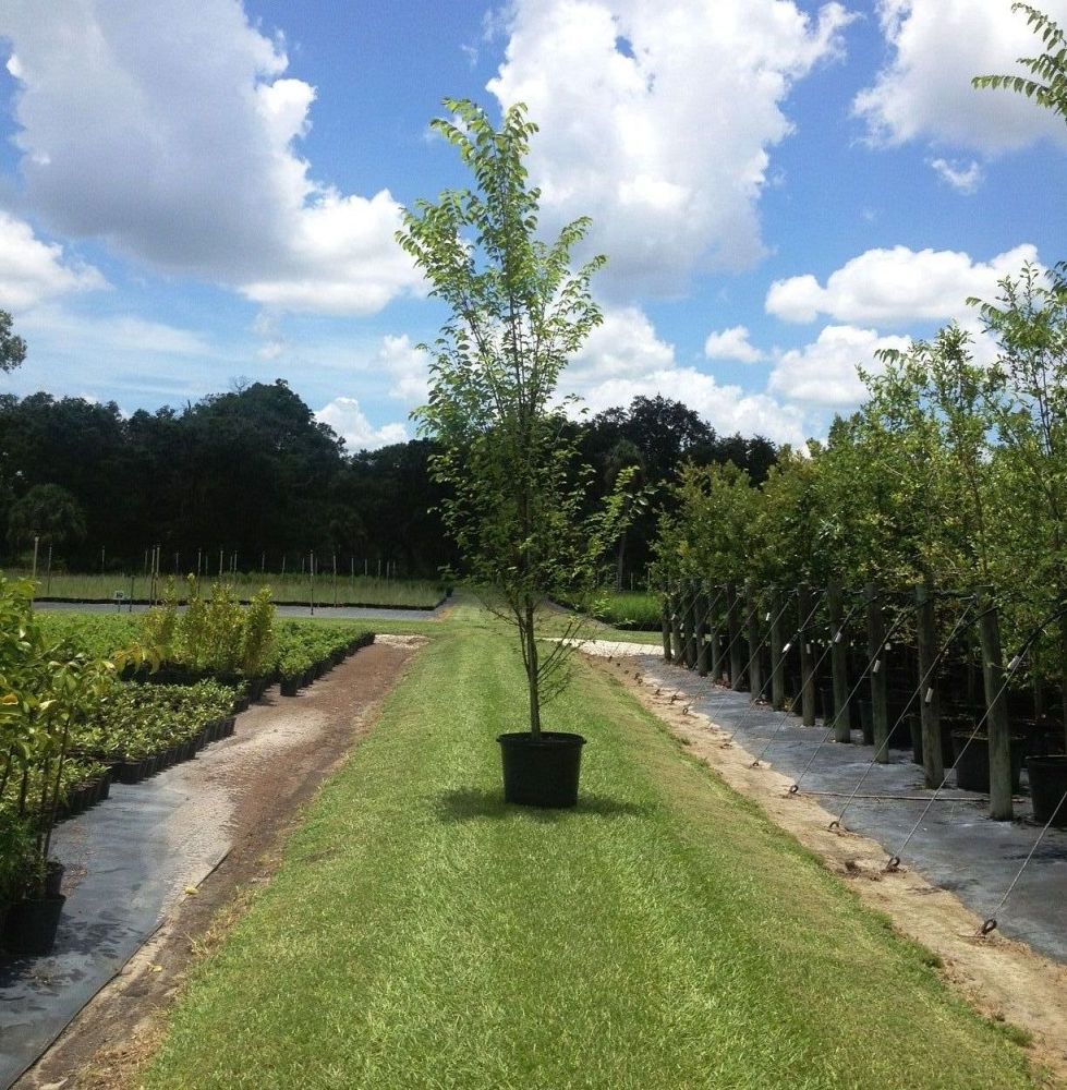 ulmus-americana-american-elm
