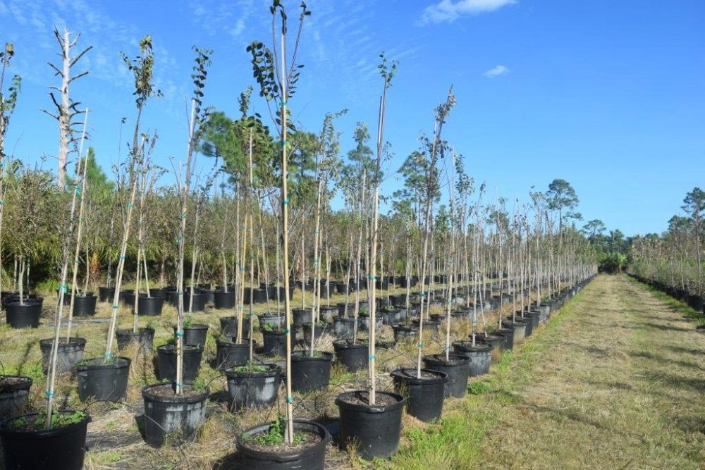 ulmus-americana-american-elm