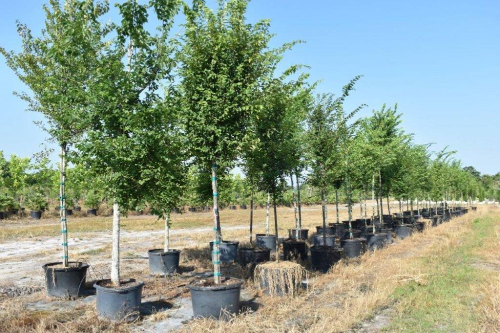 ulmus-americana-american-elm