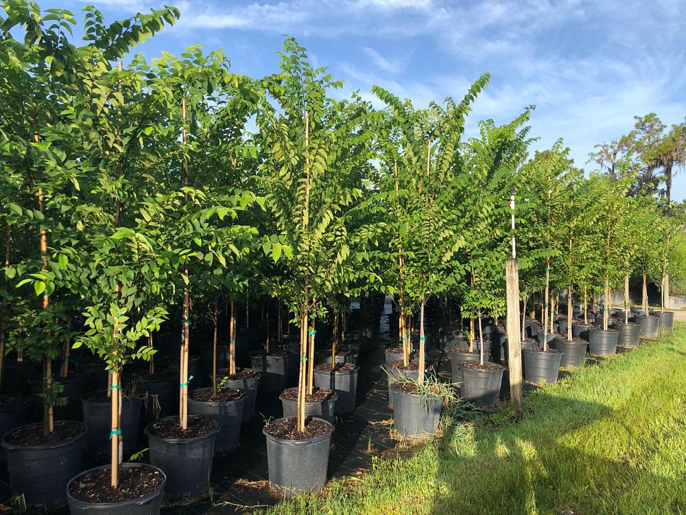 ulmus-americana-american-elm