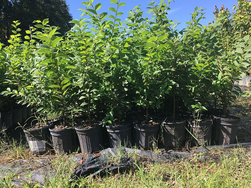 ulmus-americana-american-elm