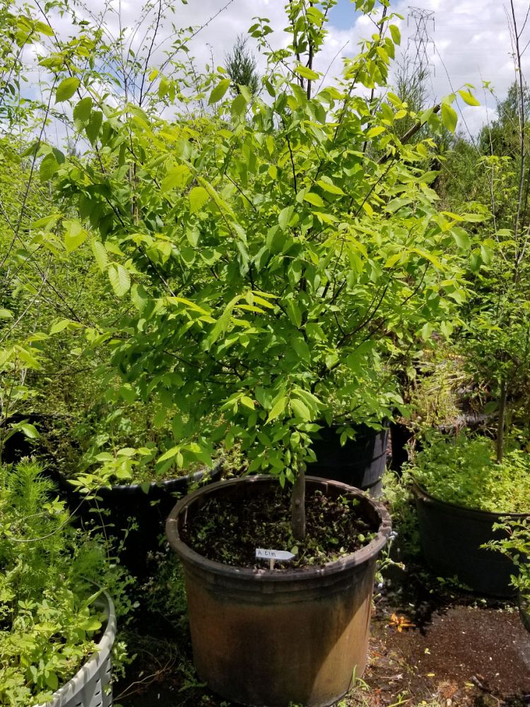 ulmus-americana-american-elm