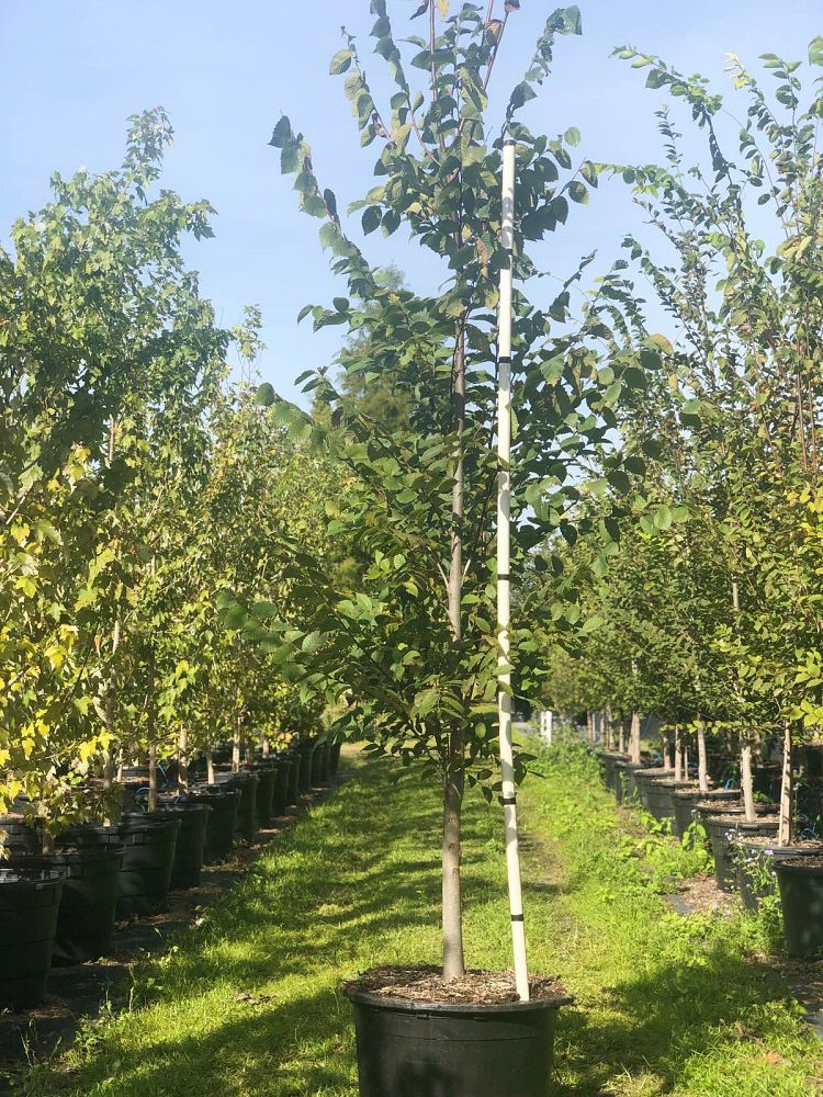 ulmus-americana-american-elm