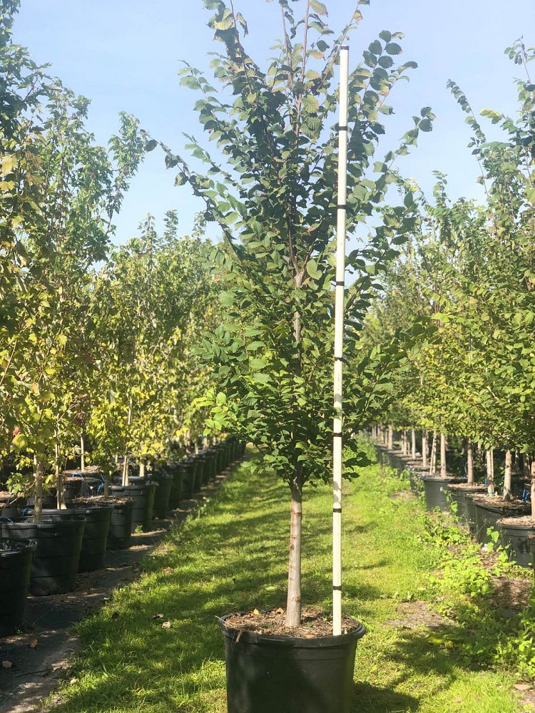 ulmus-americana-american-elm
