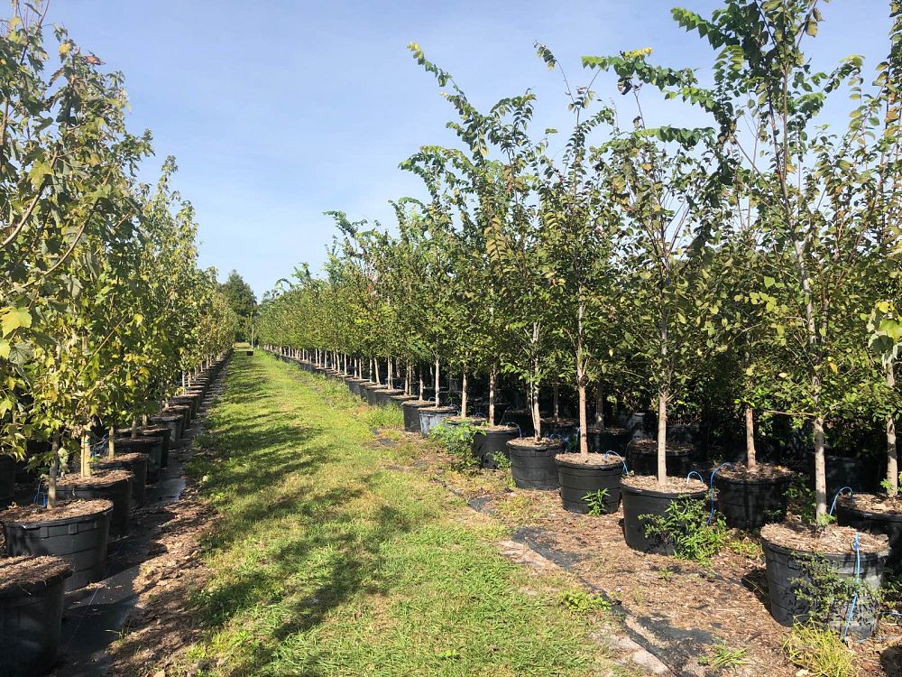 ulmus-americana-american-elm