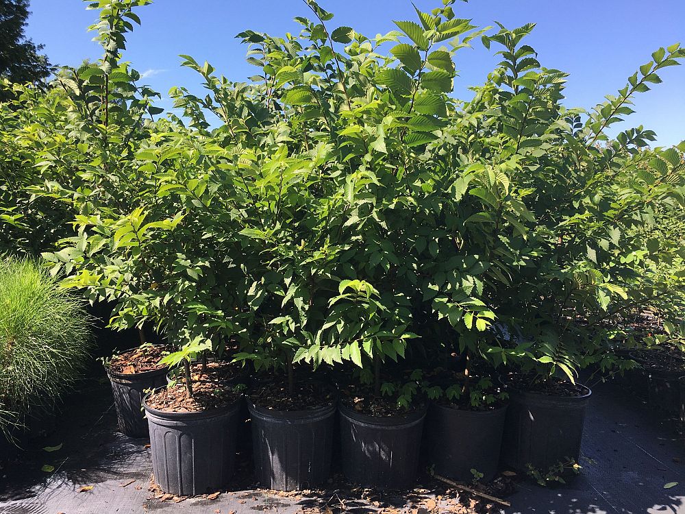 ulmus-americana-american-elm