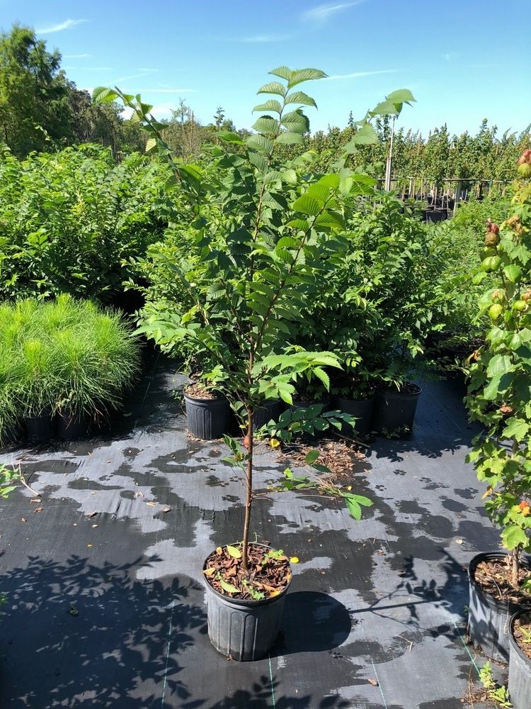 ulmus-americana-american-elm