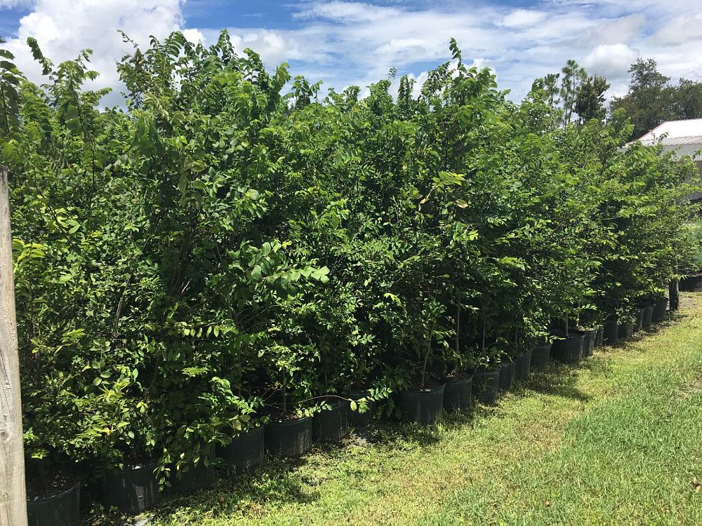 ulmus-americana-american-elm