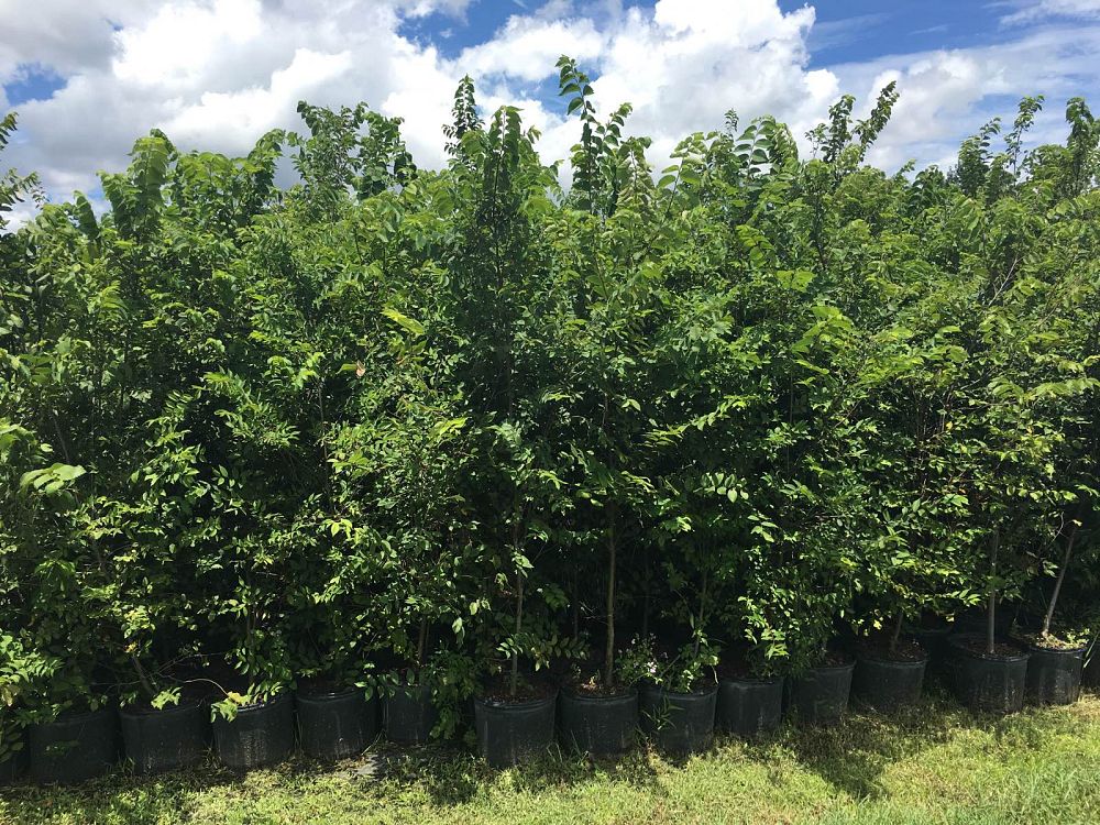 ulmus-americana-american-elm