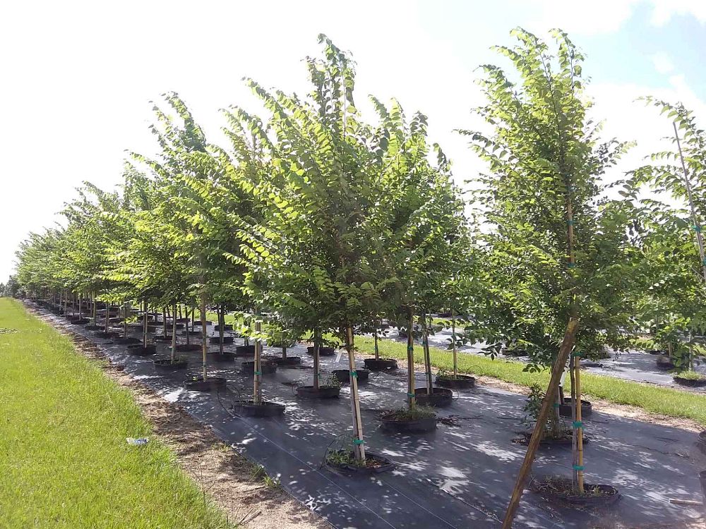ulmus-americana-american-elm