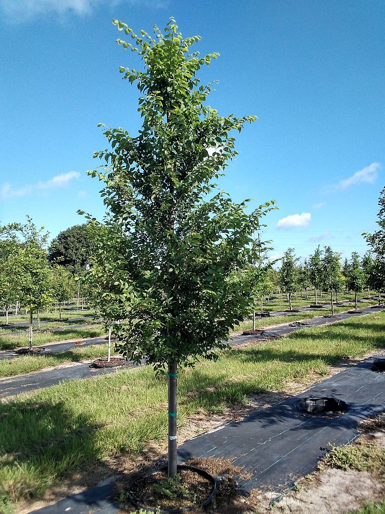 ulmus-americana-american-elm