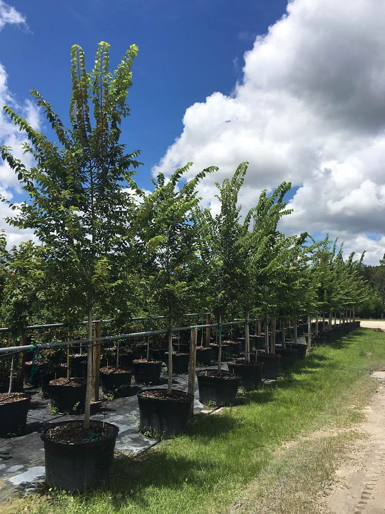 ulmus-americana-american-elm