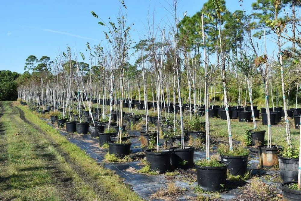 ulmus-americana-american-elm