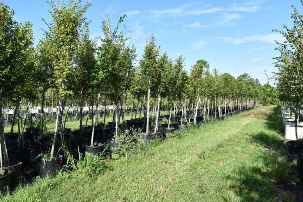 ulmus-americana-american-elm