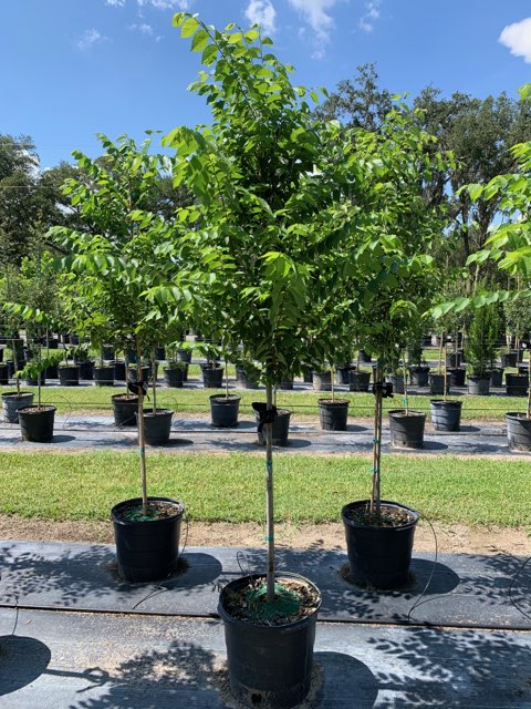 ulmus-americana-american-elm
