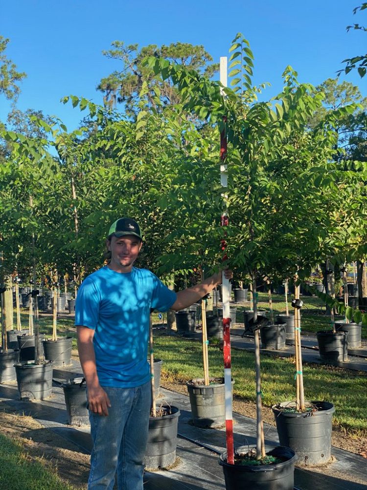 ulmus-americana-american-elm