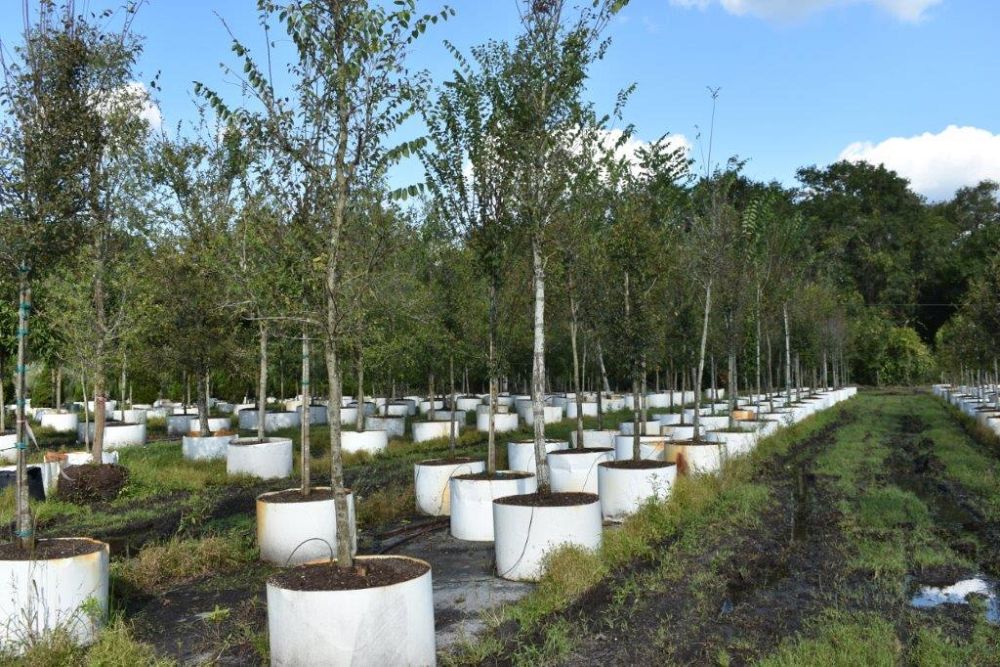 ulmus-americana-american-elm