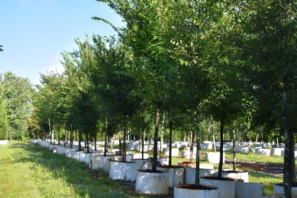 ulmus-americana-american-elm