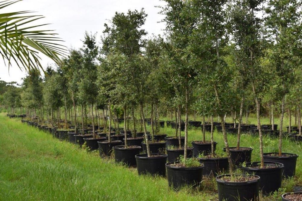ulmus-americana-american-elm