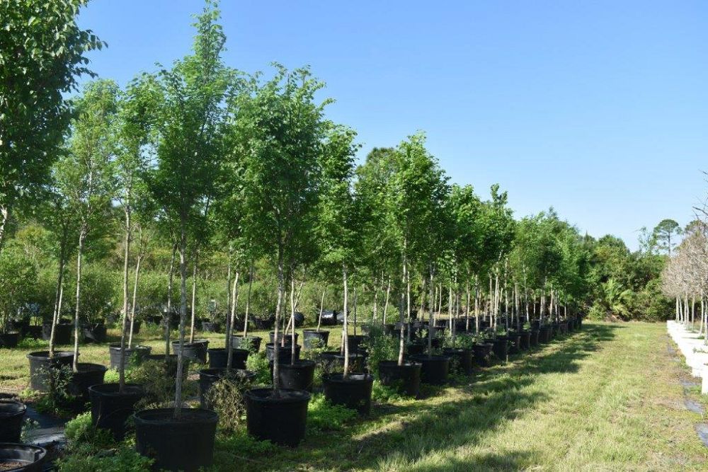 ulmus-americana-american-elm