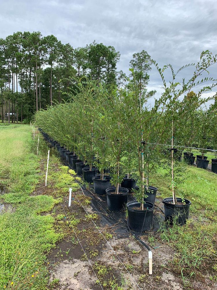ulmus-americana-american-elm