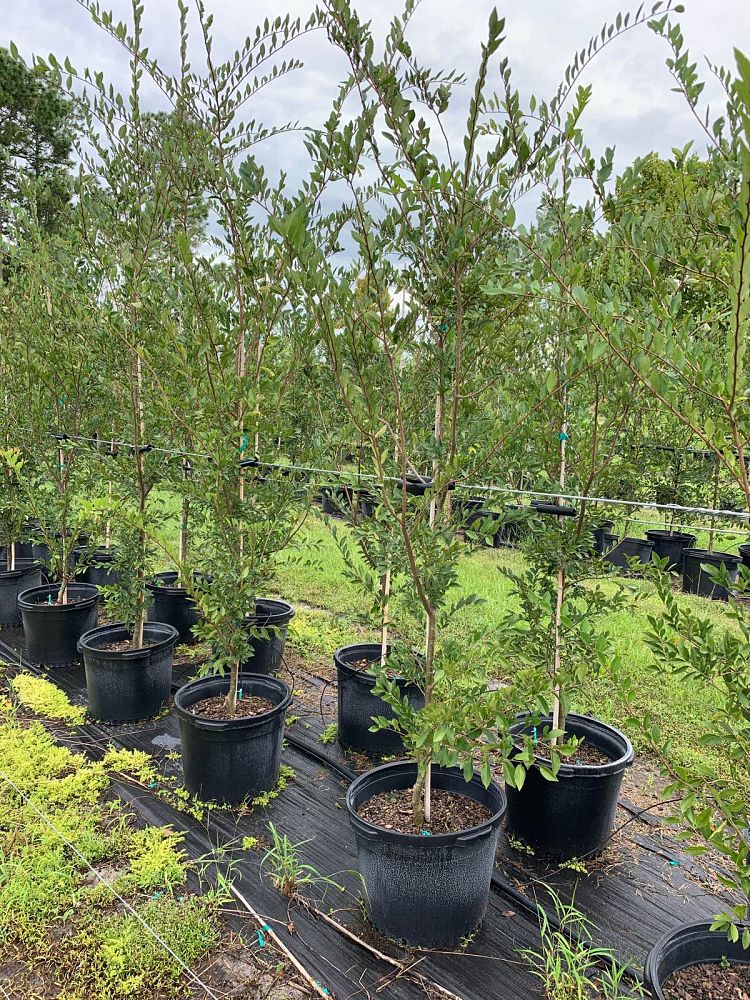 ulmus-americana-american-elm