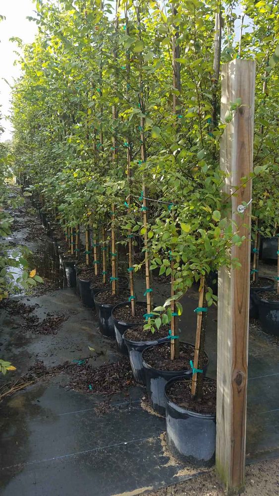 ulmus-americana-american-elm