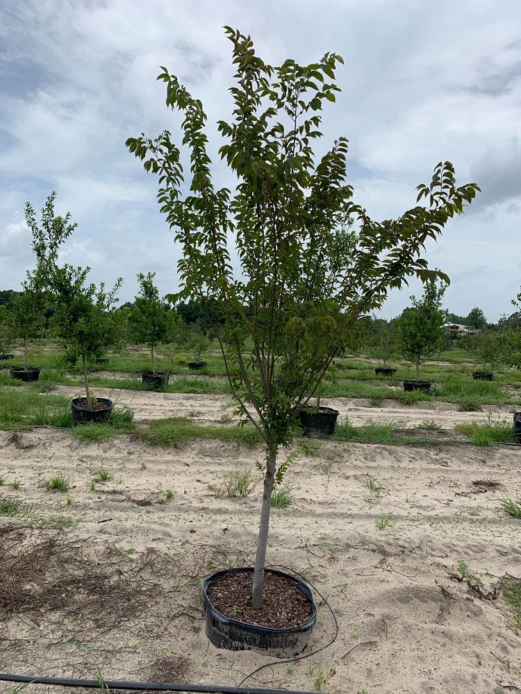 ulmus-americana-american-elm