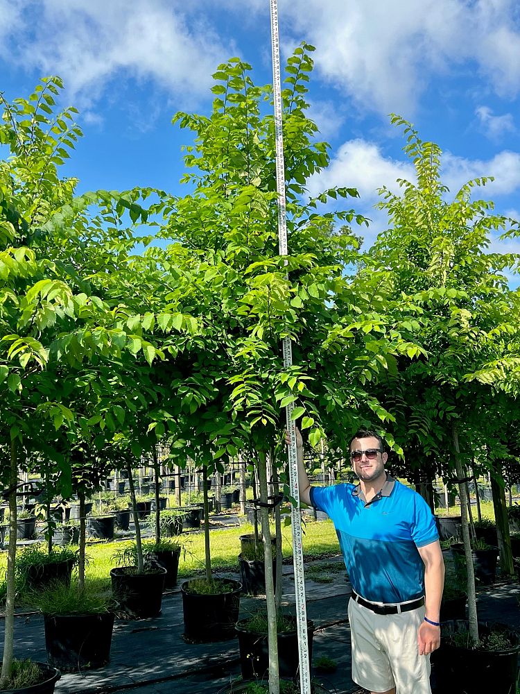 ulmus-americana-american-elm