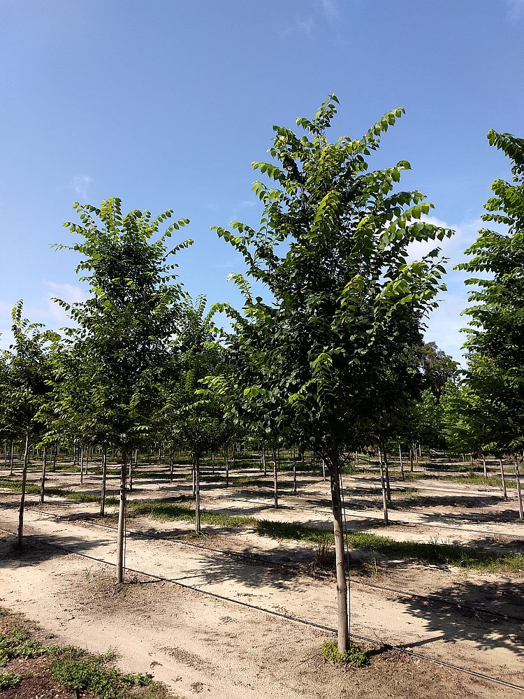 ulmus-americana-american-elm