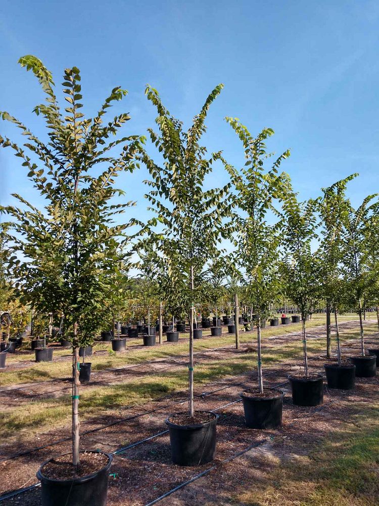 ulmus-americana-american-elm