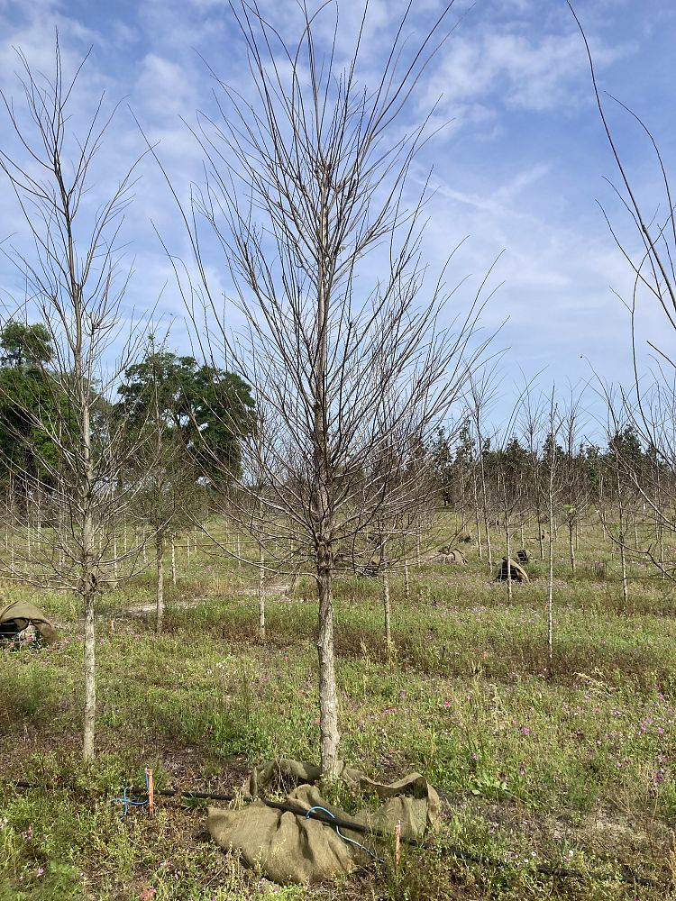 ulmus-americana-american-elm
