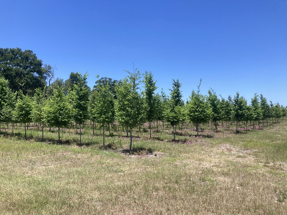 ulmus-americana-american-elm