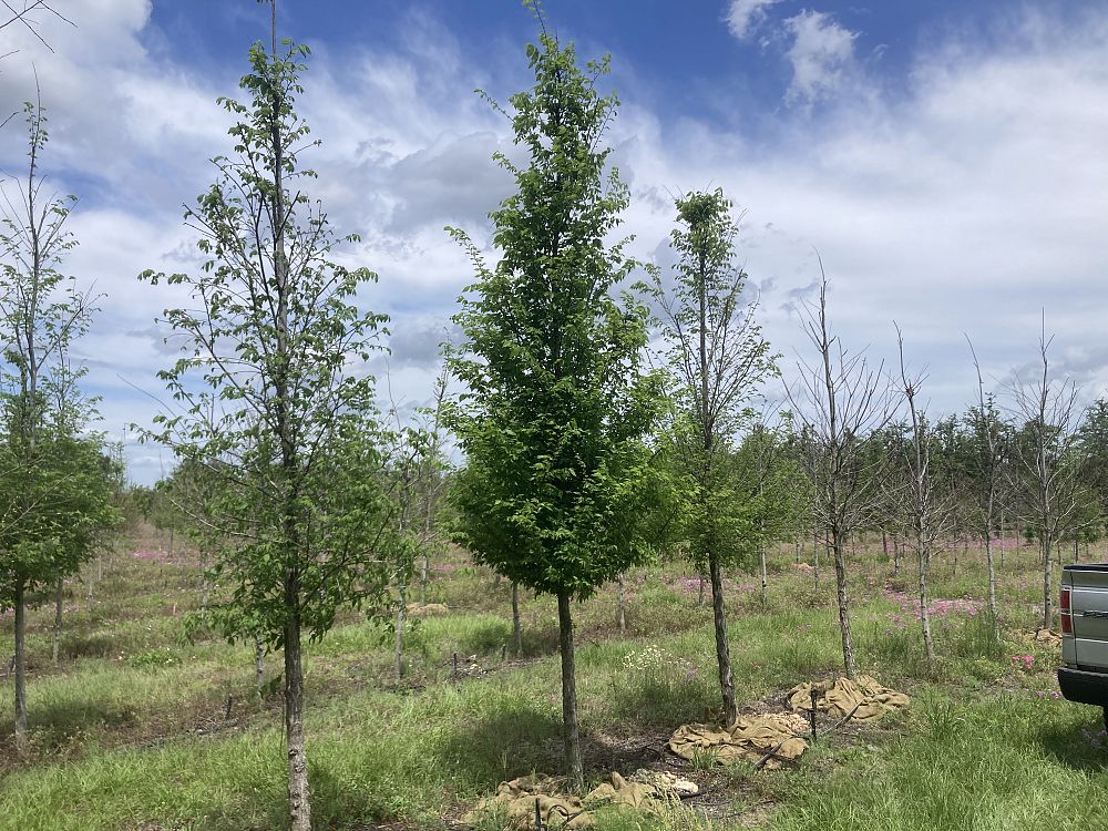 ulmus-americana-american-elm