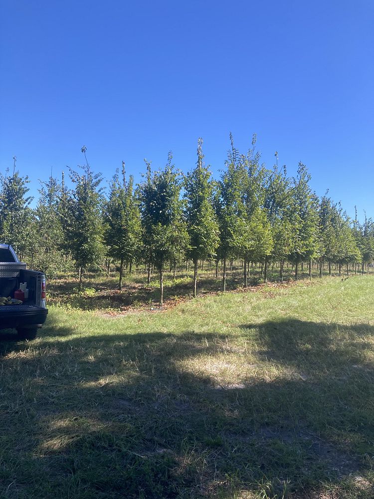 ulmus-americana-american-elm