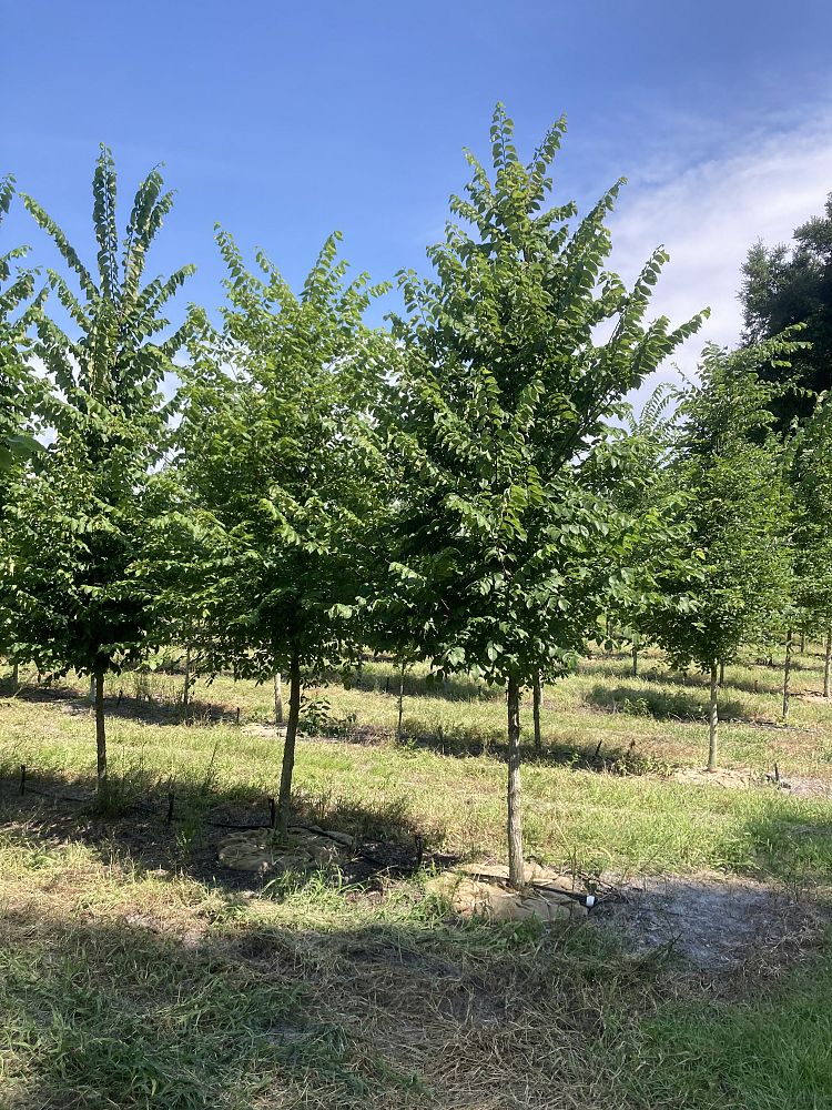 ulmus-americana-american-elm